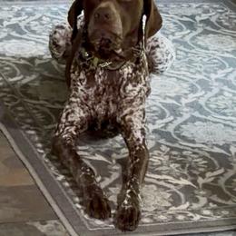 Jasper - German Shorthaired Pointer