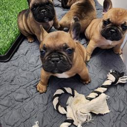 French Bulldog Puppies from Charmaine Wasenko