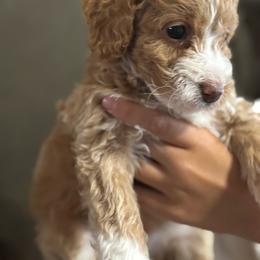 Jett - Brown and white female Bernedoodle puppy in Midlothian, Texas from DoodlesOjoy