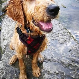 Goldendoodle Puppies from Renegade Doodles