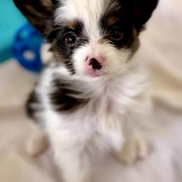 Cowgirl - White black and tan female Papillon puppy in Woods Cross, Utah from Cloud Papillon