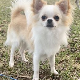 Chihuahuas from Walley Farms
