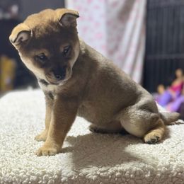 Cleve - Sesame Shiba Inu puppy in Cincinnati, Ohio from Timberwood Paws