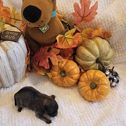 Boy 1.. - Cream sable male Pomeranian puppy in Austin, Texas from Heart Of Texas Pom's