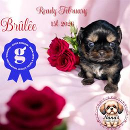 Brûlée - Black and tan female Shih Tzu puppy in Sacramento, California from NANA’S  QUALITY SHIH TZU'S