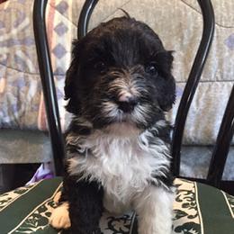 Portuguese Water Dog Puppies from Blue Run PWD
