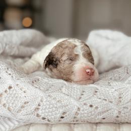 Pecan - Chocolate merle male Bernedoodle puppy in Maricopa, Arizona from Desert Ridge Doodles
