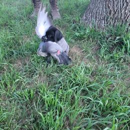German Shorthaired Pointer Puppies from Silver Creek Short Hairs