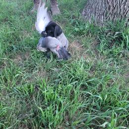 German Shorthaired Pointer Puppies from Silver Creek Short Hairs