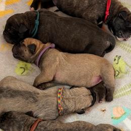 Purple Collar - Fawn female Boerboel puppy in Manitowoc, Wisconsin from Mae Boerboel