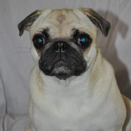 Elora - Pug
