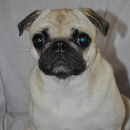 Elora - Pug