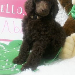 Poodle Puppies from Waggin Tails Poodles