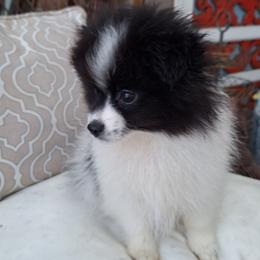 Alfie - Black parti male Pomeranian puppy in Tampa, St Petersburg, Florida from Diana's Pomeranians