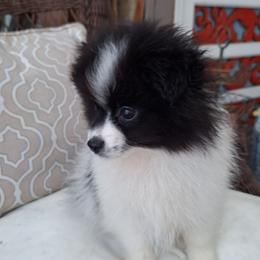 Alfie - Black parti male Pomeranian puppy in Tampa, St Petersburg, Florida from Diana's Pomeranians