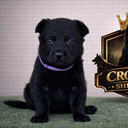 Purple Collar - Black female German Shepherd puppy in Casscoe, Arkansas from Crown H Shepherds