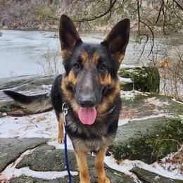 Aureus - German Shepherd
