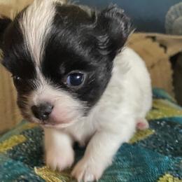 Bruce - Black and white male Chihuahua puppy in Red Bluff, California from Aye Chihuahua