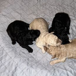 Poodle puppies from Erisse Poodles