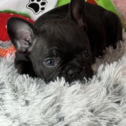 Nook - Black and tan male French Bulldog puppy in Waitts Lake, Washington from Best Friend standard Frenchies