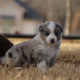 Isle - Blue merle female Australian Shepherd puppy in Weatherford, Texas from Ridgestar Aussies