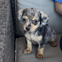 Archy - Black and tan male Companion Cross puppy in Prescott, Arizona from Dachshund Family Love Breeders
