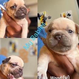French Bulldog puppies from Emotional Support Babies