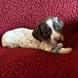 Choc Pie Boy 2 - Chocolate and tan male Dachshund puppy in Giddings, Texas from Big Dream Acres