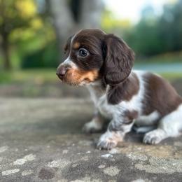 Chanel - Piebald female Dachshund puppy in Burlington, North Carolina from Dachshund Meadows