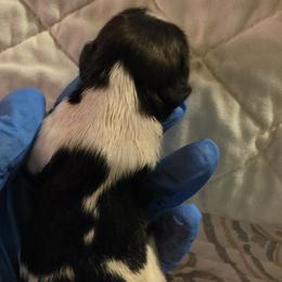 Girl 1 - Red and white female Shih Tzu puppy in Denison, Texas from Lotus Kennels