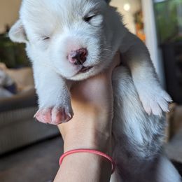 Pomsky Puppies from Valparaiso Pomskys
