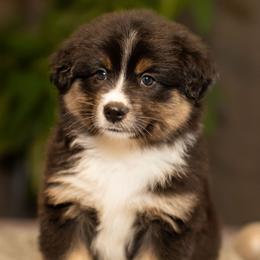 Lord Anthony - Black tri male Miniature American Shepherd puppy in Tonopah, Arizona from King's Miniature American Shepherds