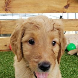 Goldendoodle Puppies from Doodling Minors
