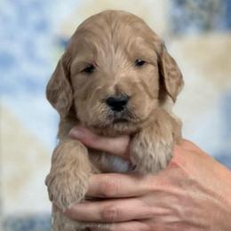 Oak - Apricot male Goldendoodle puppy in Kansas City, Missouri from Beary GoldenDoodles