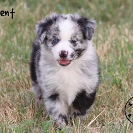 Trident - Blue merle male Miniature Australian Shepherd puppy in Garden Plain, Kansas from Krazy K Aussies