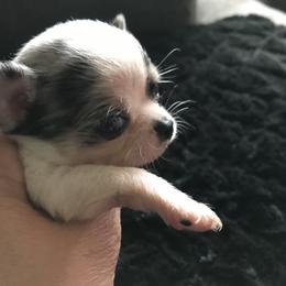 Chihuahua Puppies from Chilove Chihuahuas