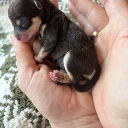 Miniature Schnauzer Puppies from Daffodil Dogs
