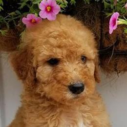 Golden Retrievers, Irish Setters, and Poodles from Plumcreek Acres