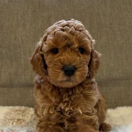 Comet - Red  male Goldendoodle puppy in North Highlands, California from The Purrfectpups