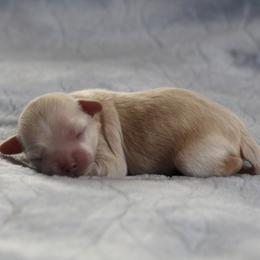 Mr. Blue Collar - Cream male Maltipoo puppy in Springtown, Texas from North Texas Puppies