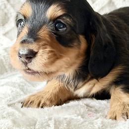 Francis (CKC Long-Hair Female-Embark Tested Parents - Black and tan female Dachshund puppy in Monroe City, Indiana from Monroe’s Hillcrest Dachshunds