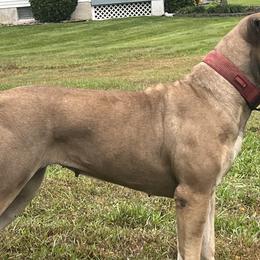 Boerboels and Cane Corso from Cross Canine