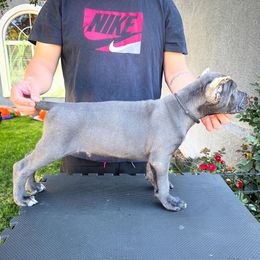 Black Collar Male - Gray male Cane Corso puppy in San Jacinto, California from Premium Cane Corso