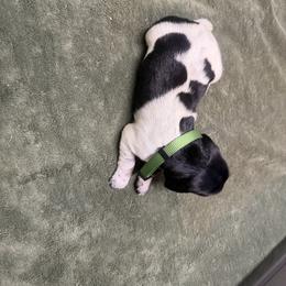 Girl 5 - Black and white female German Shorthaired Pointer puppy in Lumberton, Mississippi from Carlee Farm