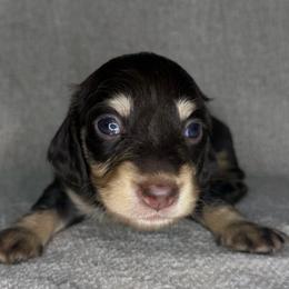 Rodrick Heffley - Chocolate and cream male Dachshund puppy in Stamford, Texas from West Texas Miniature Dachshunds