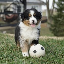 Girl 5 - female Australian Shepherd puppy in Holmesville, Ohio from Coffee Run Spring at Miller Farms