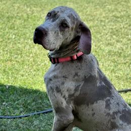 Boston Terriers and Great Danes from Boston’s With a Splash & Sapphire’s Royal Danes
