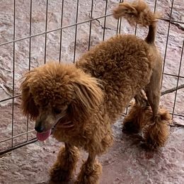 Rodeo - Poodle