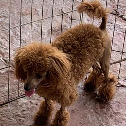 Rodeo - Poodle