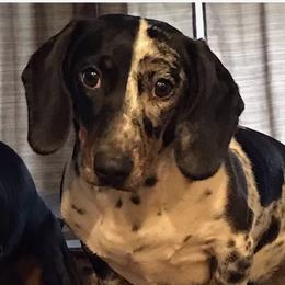 Arwen - Dachshund